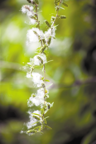 疫情期间谣言多，飞絮传播新冠病毒等谣言真相来了